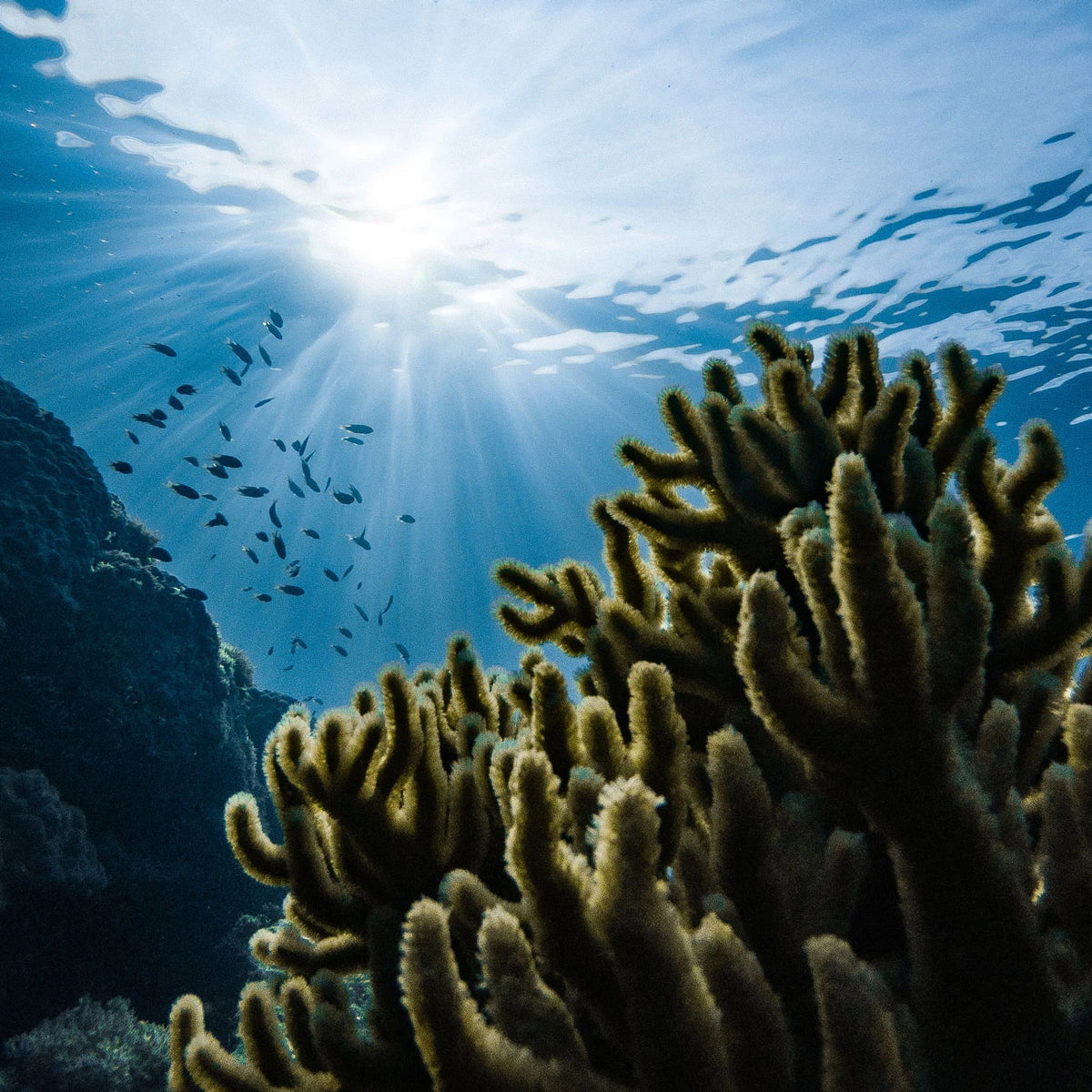 Korallen und kleine Fische im Meer Auswirkungen des Klimawandels Versauerung der Meere 
