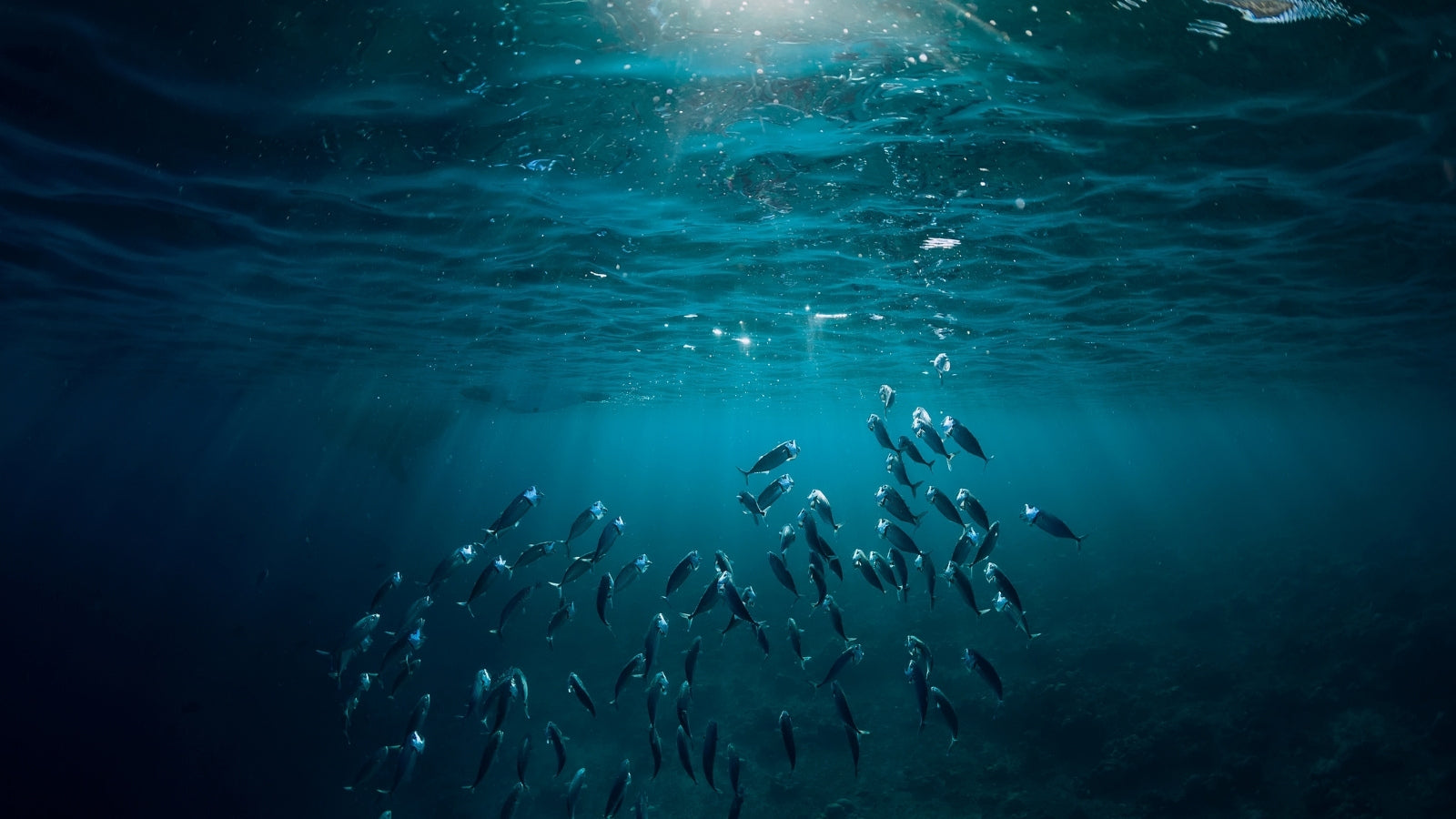 Fische im Meer » Warum sind Fische wichtig für die Ozeane ...