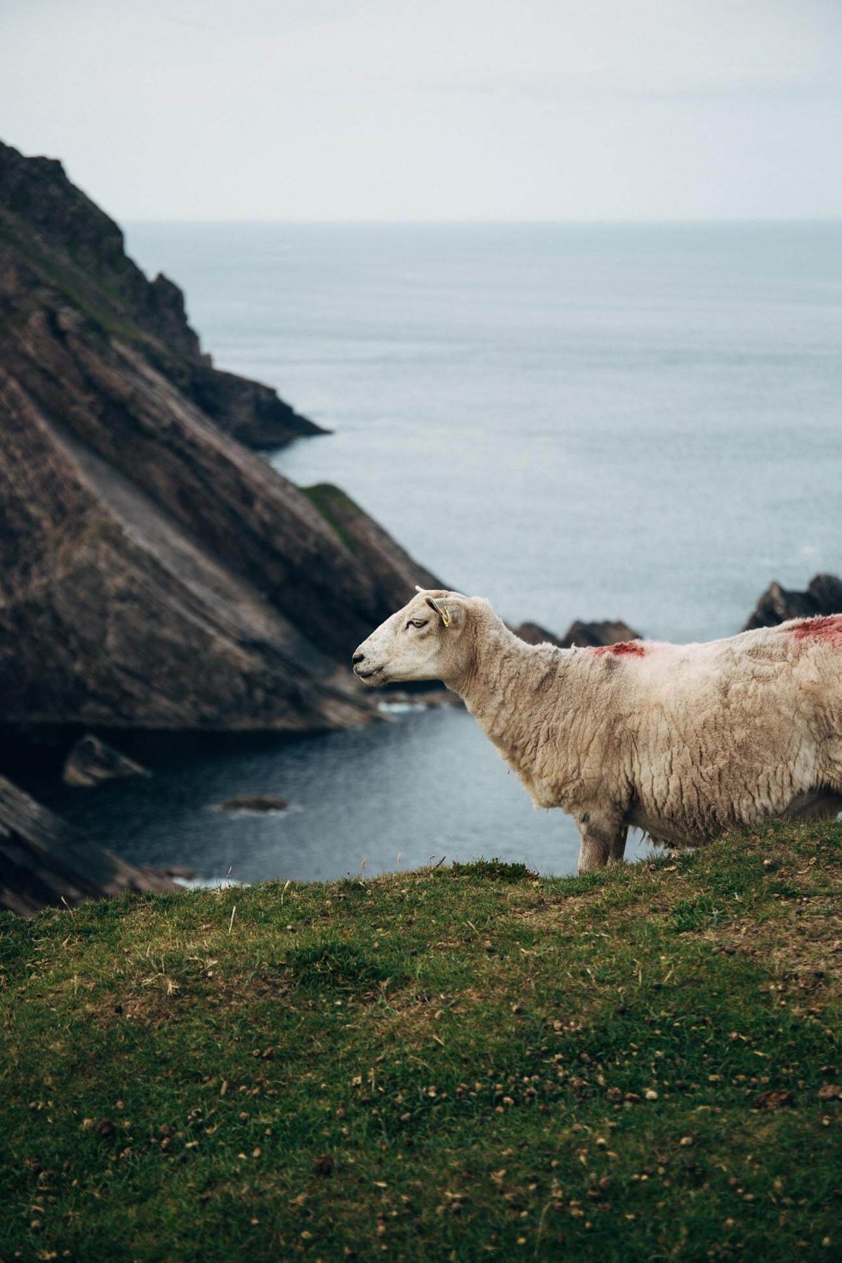 Schaf auf den Lofoten