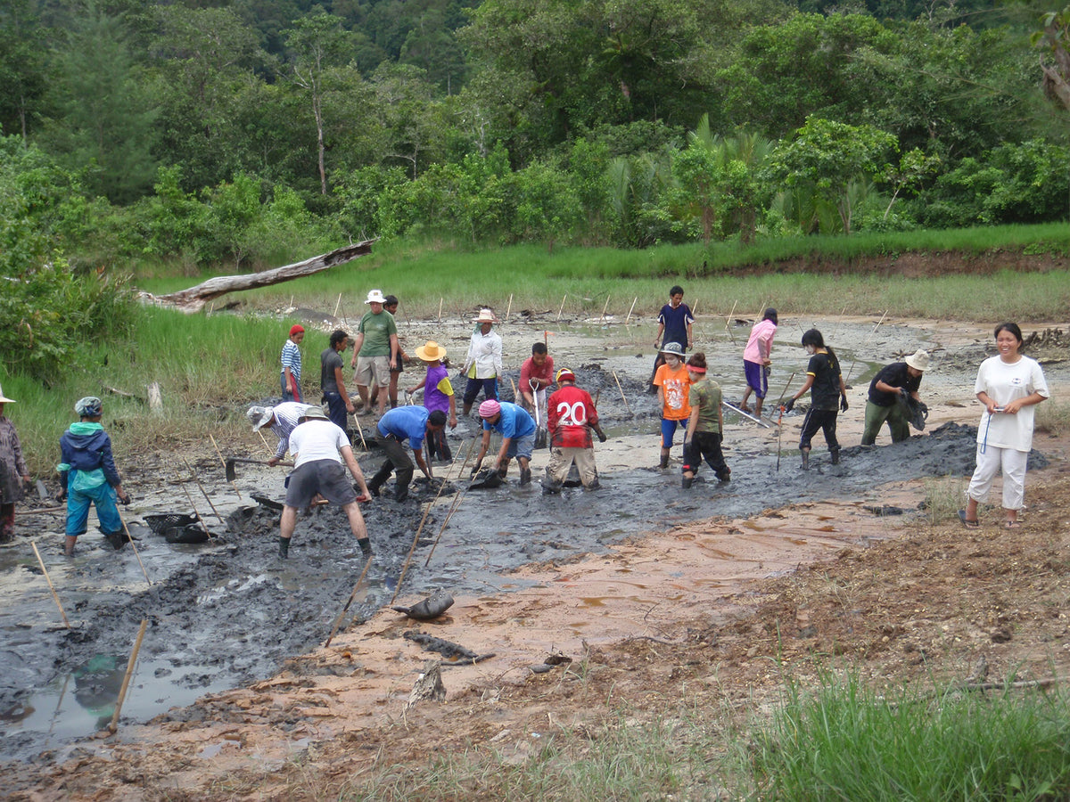 cbemr workshop mangrove action project