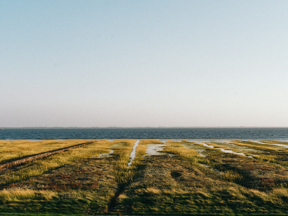 Farbenfrohe Wiese im Nationalpark Wattenmeer Insel Norderney 