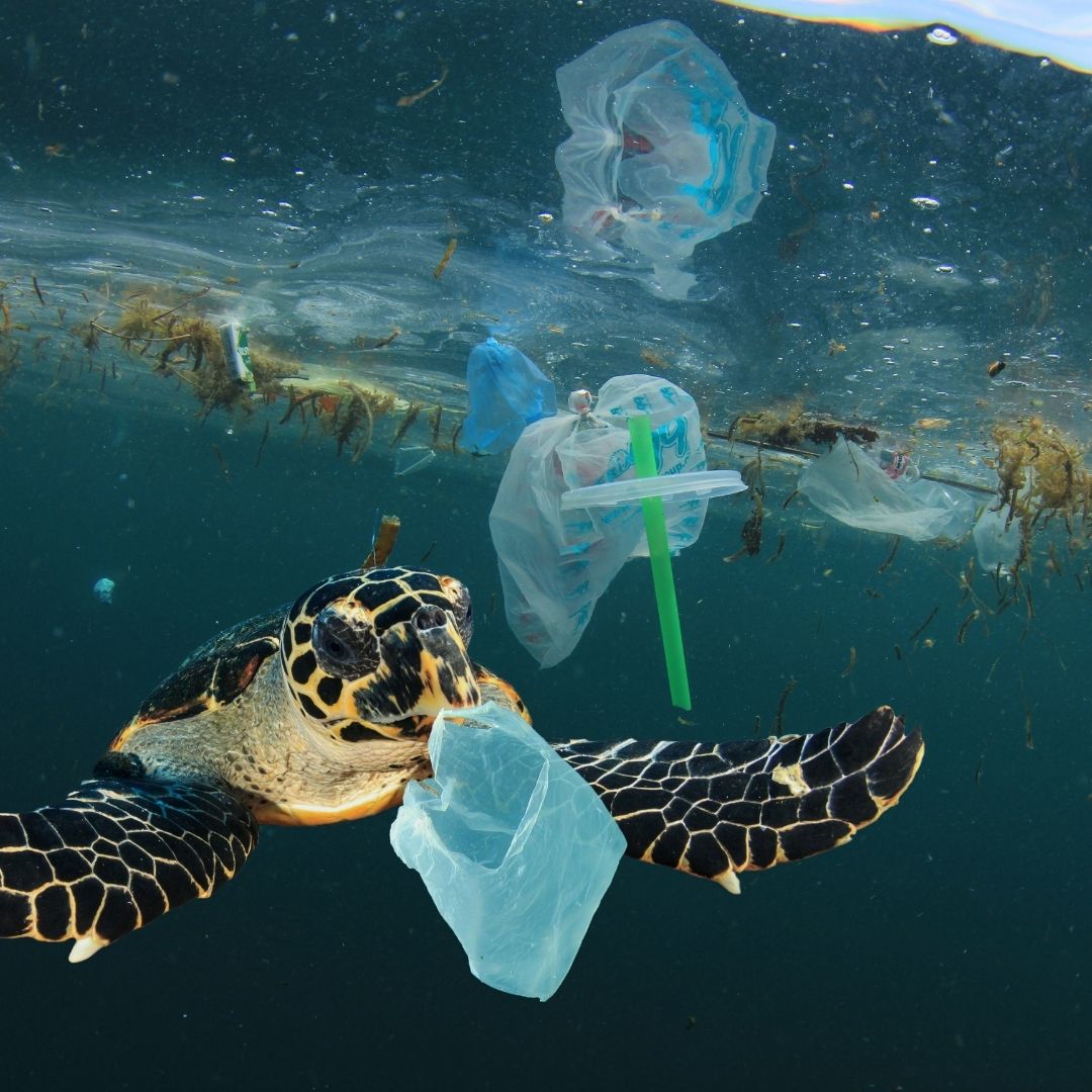 Plastik im Meer Klimawandel Folgen Klimakatastrophe Hamburg Nachhaltigkeit Verschmutzung Schildkröte