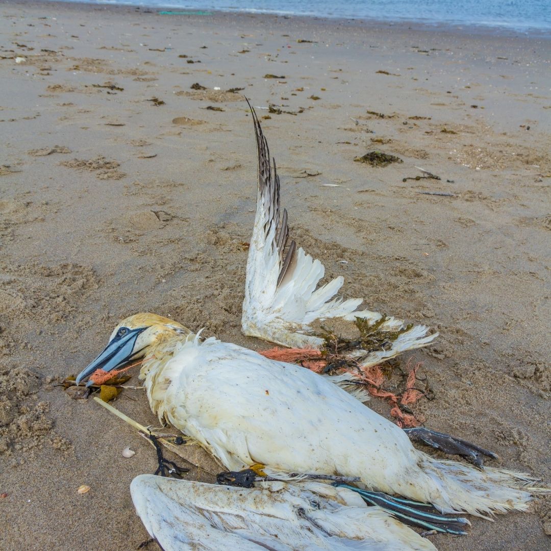 Plastik im Meer toter Vogel Fischernetz Klimawandel Verschmutzung der Meere