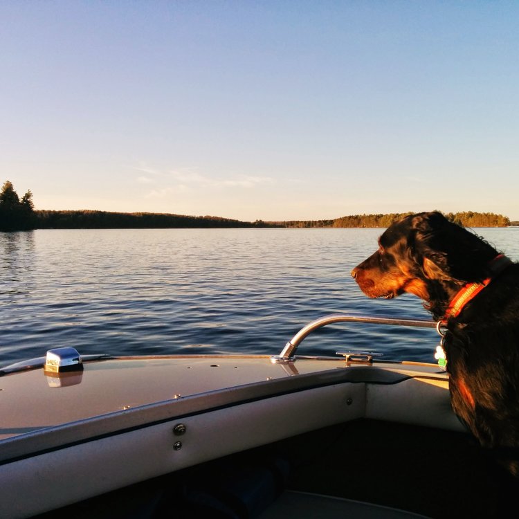 dog going for a sunset boat ride