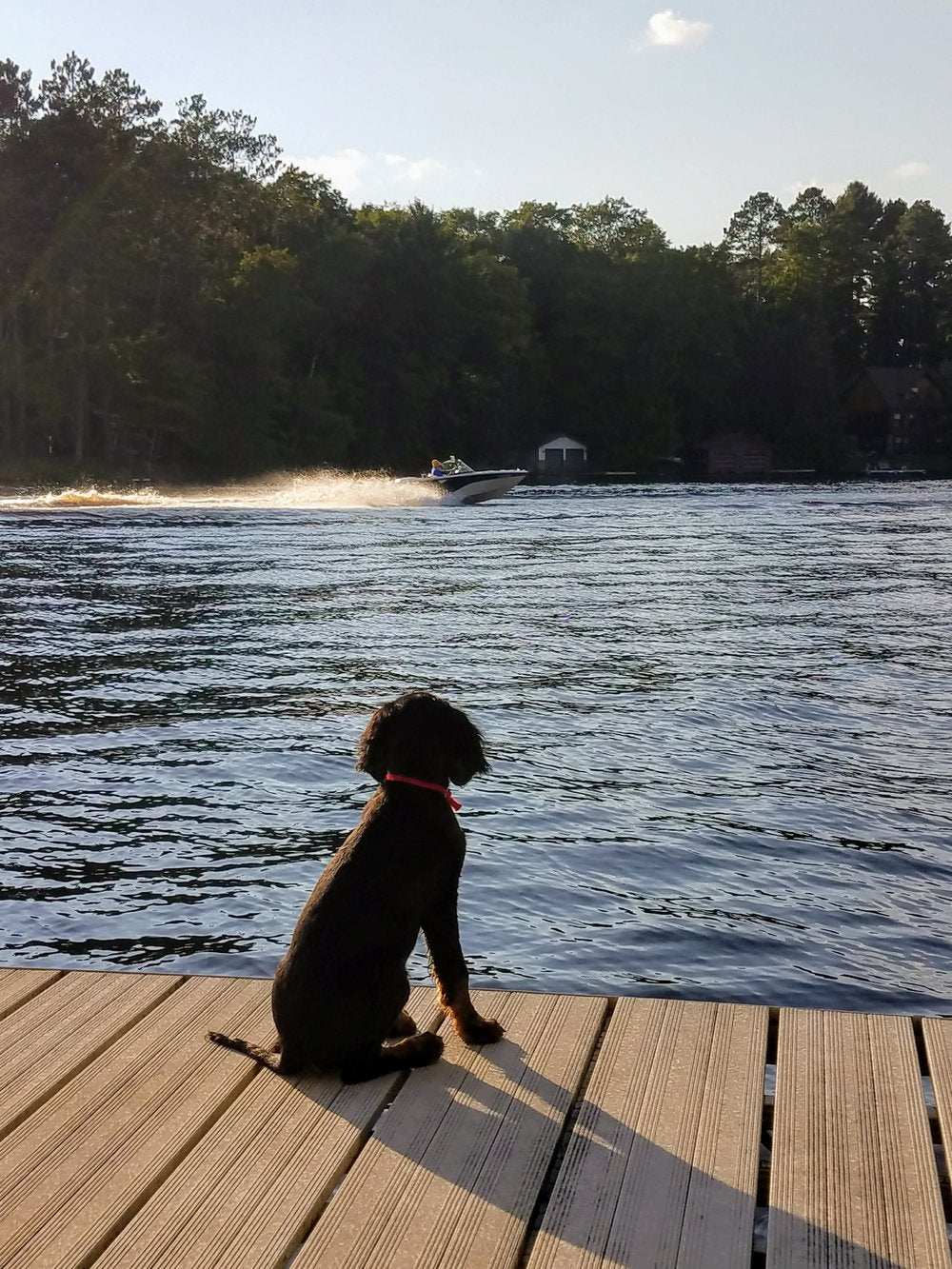 puppy on the dock watching boats go by