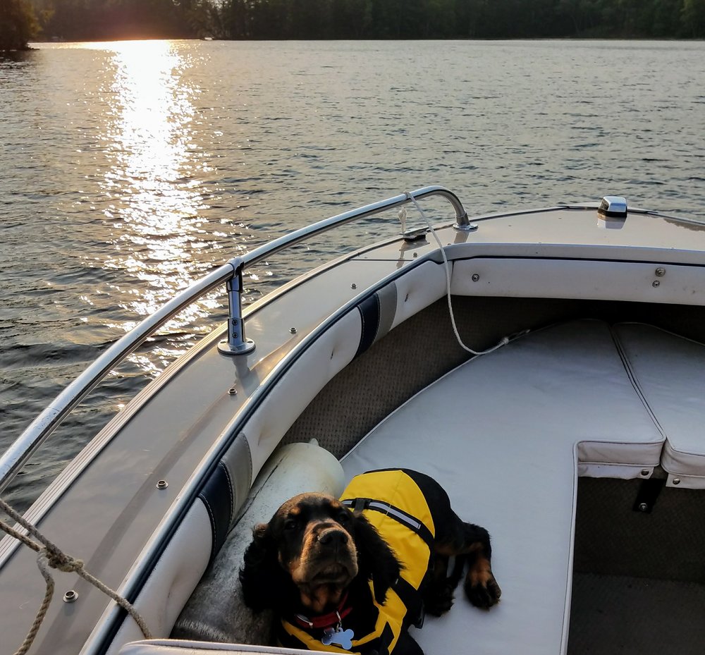 dog in life vest on the boat