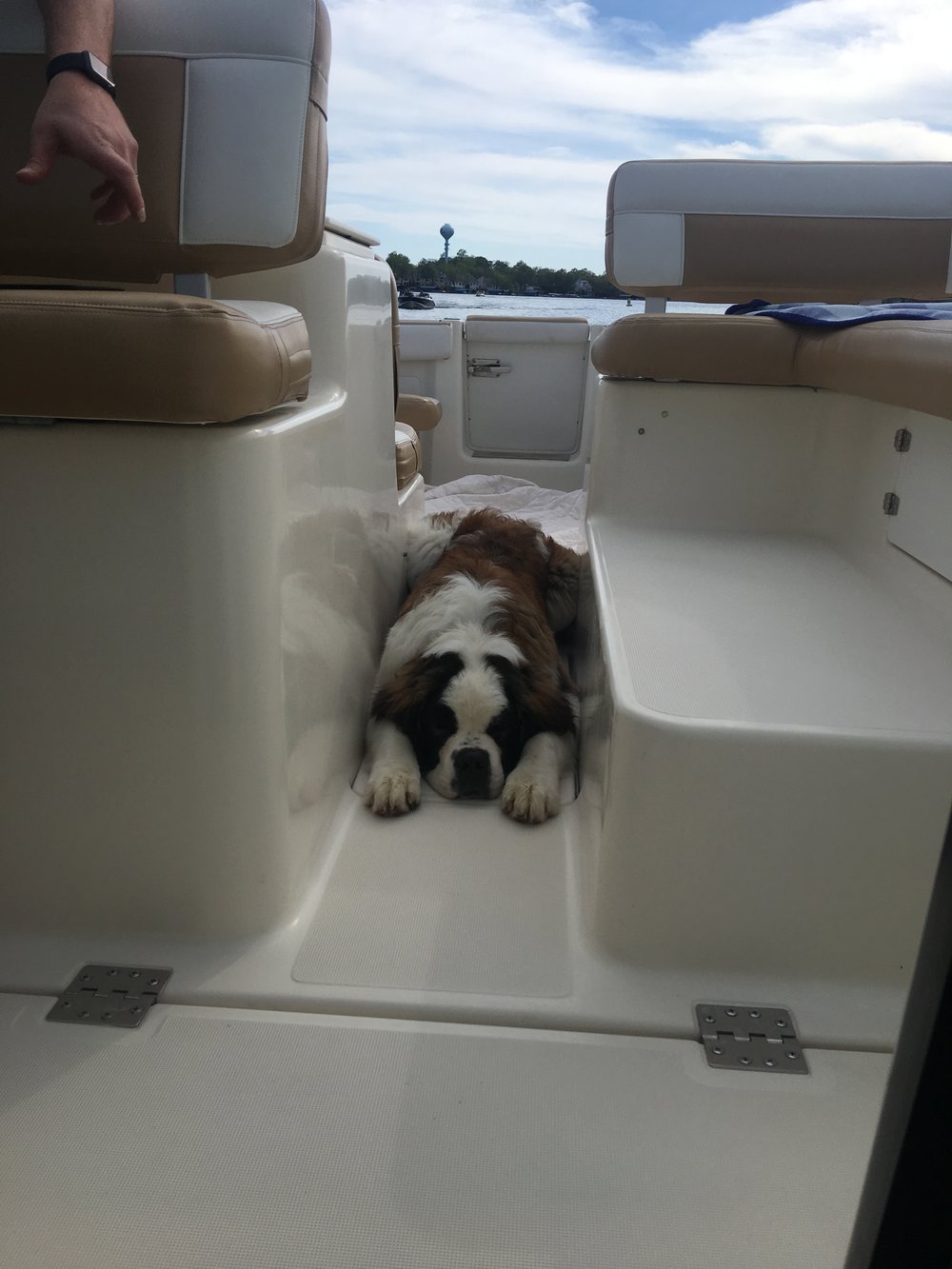 puppy ready for the boat ride