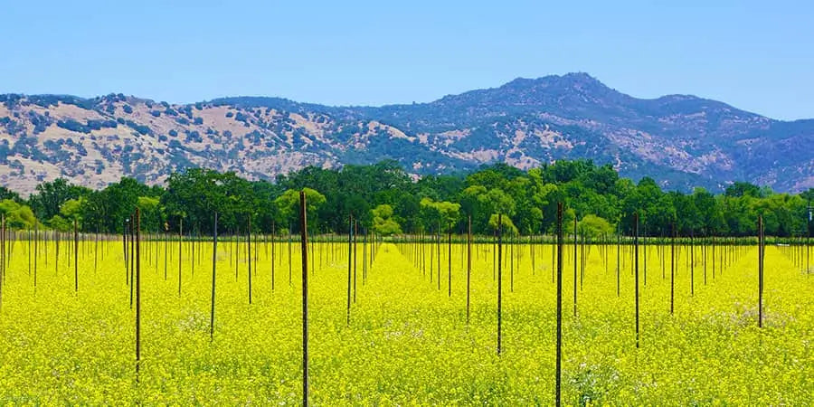 California Wine Country bright green grasses and stakes in ground ready for grape blooms