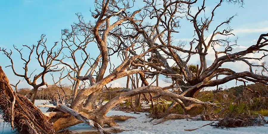 Jekyll Island, Georgia: Holly Jolly Jekyll