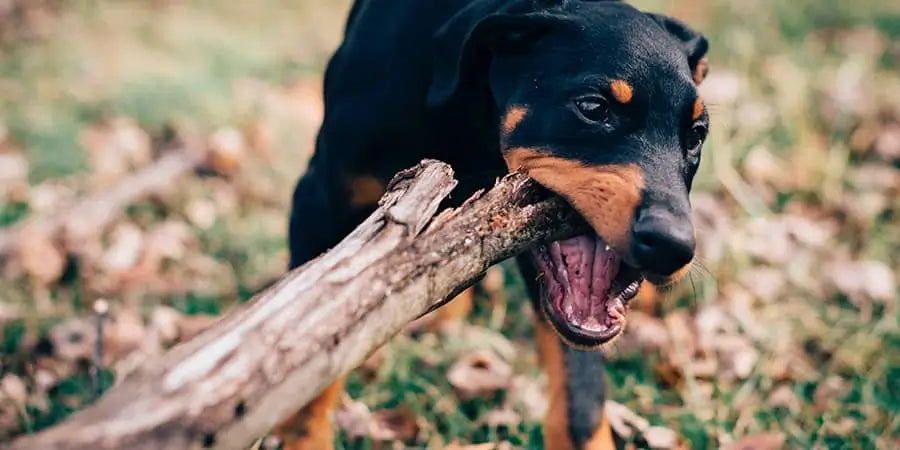 Doberman puppy taking a bite out of a piece of wood