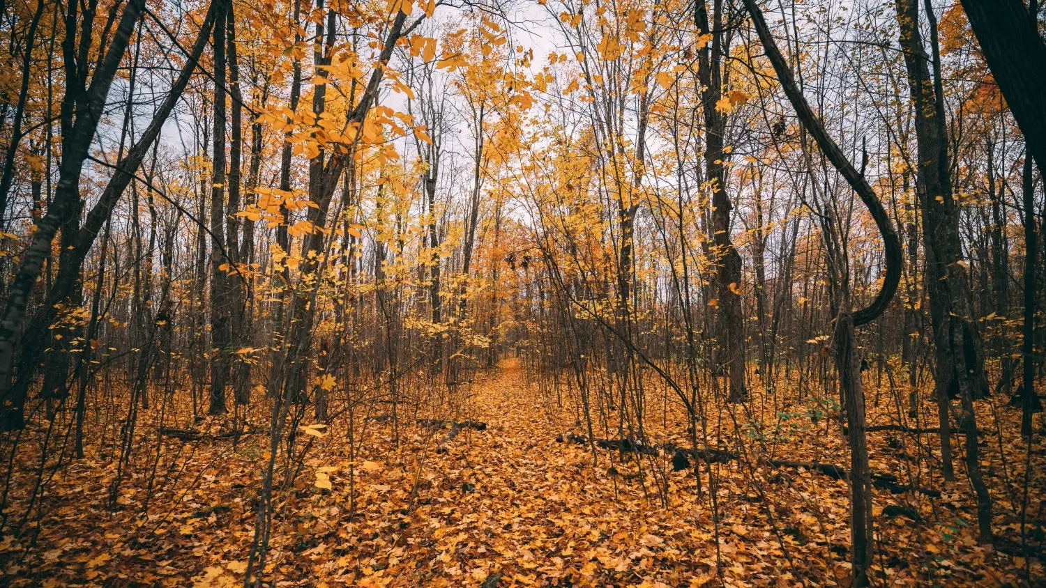 forest filled with trees and orange leaves