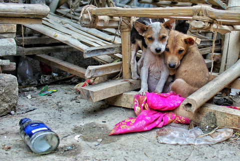 Two stray puppies comforting each other