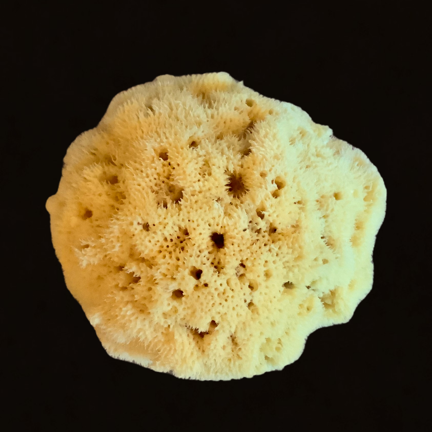 Natural Sponge 9-10 cm