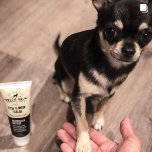 how to make dog nose balm