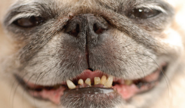 THE SURPRISING REASON WHY YOUR DOG HAS GAS AND BAD BREATH ...