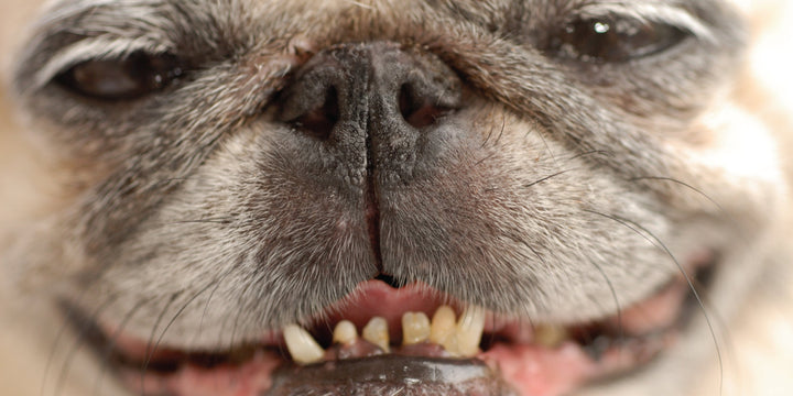 do probiotics help with bad breath in dogs