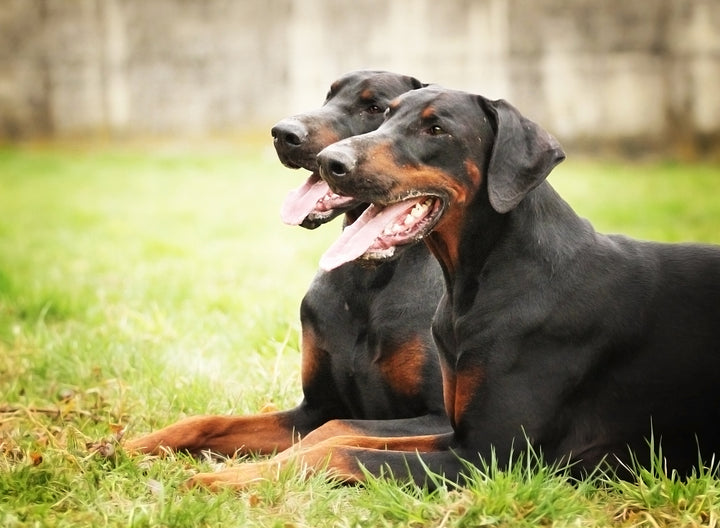 can apple cider vinegar helpn with bad breath in dogs