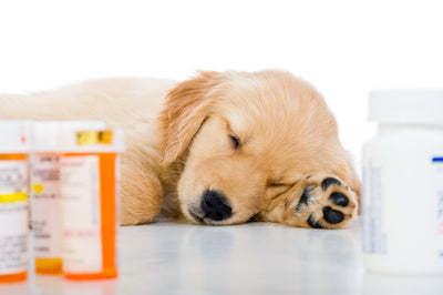 do probiotics make dogs gassy