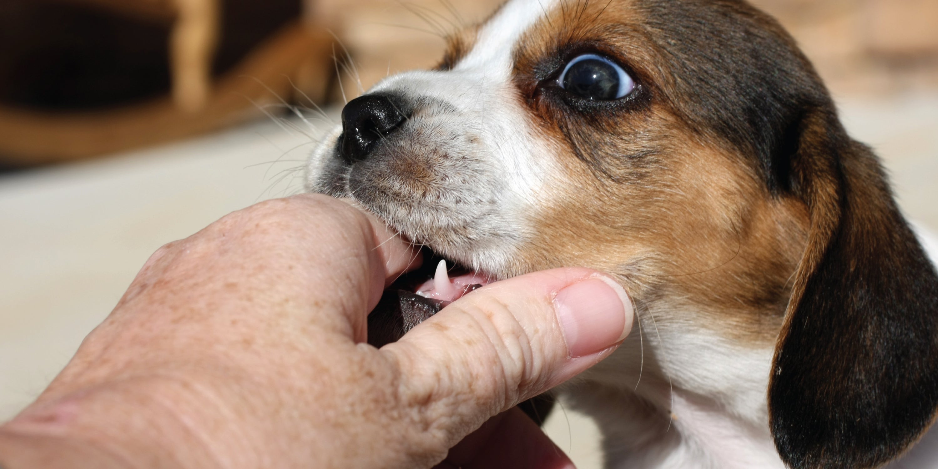 Como hacer que el cachorro no muerda