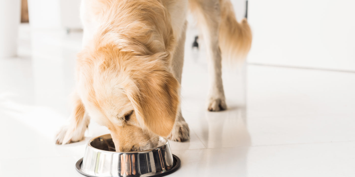 can allergies cause acid reflux in dogs