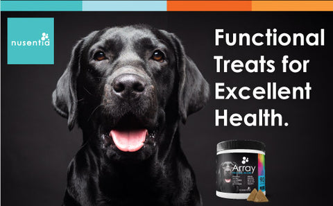 vitamins for dogs with probiotics