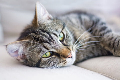 cats with seasonal allergies remedy