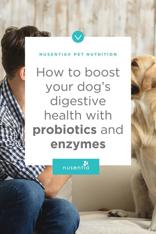 digestive health for dogs