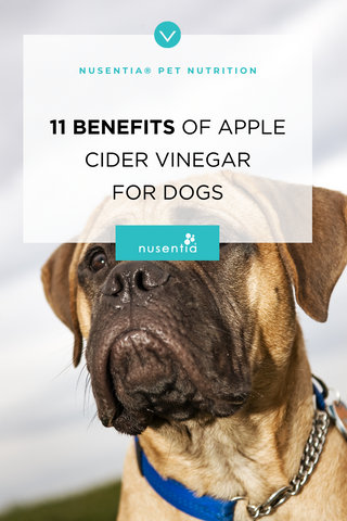 apple cider vinegar for dogs