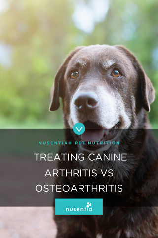 dog arthritis osteoarthritis