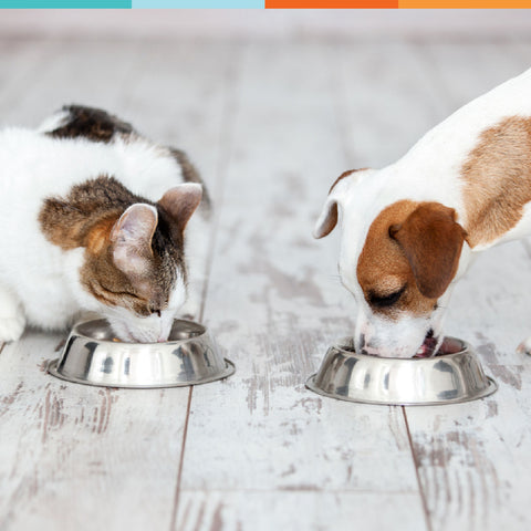 probiotic dosage for dogs cats