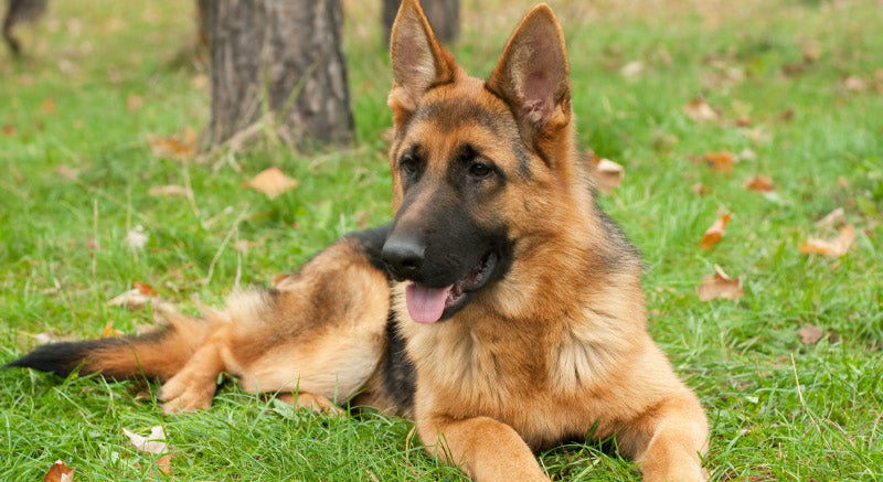 Can Probiotics Cause Gas in Dogs 