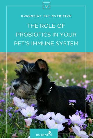 immune system probiotics wellness guide