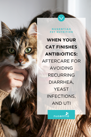 cat diarrhea after antibiotics