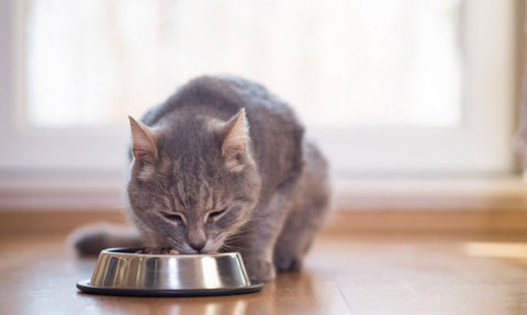 remedies for cat constipation