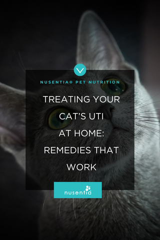 cat UTI treatment at home