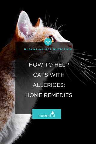 cats with allergies