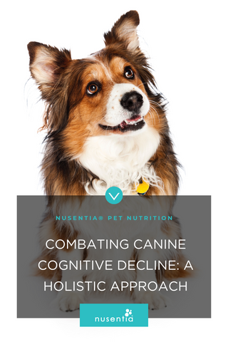 holistic remedy dogs cognitive decline