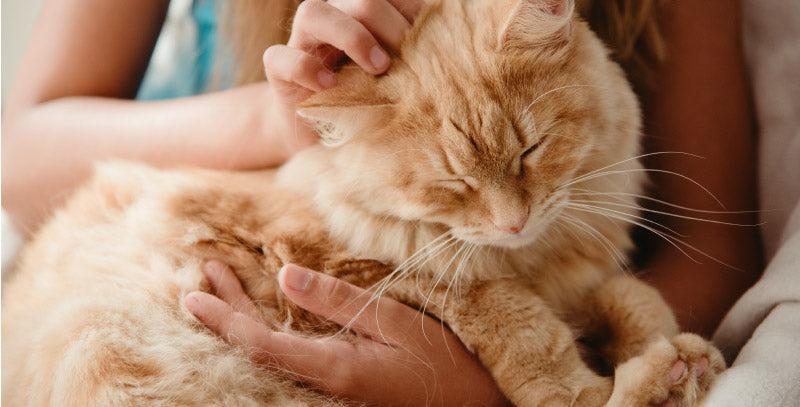 health problems from cat obesity