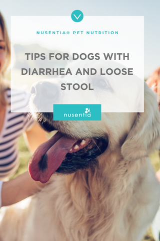 diarrhea and mushy poops in dogs