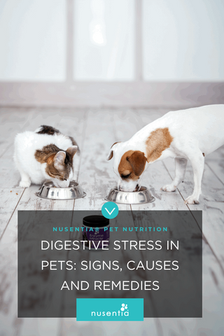 digestive stress pets signs causes remedies
