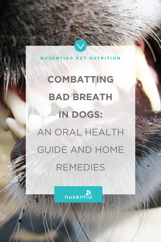 dog bad breath