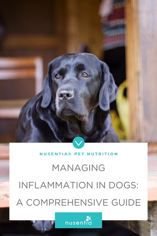 dog inflammation