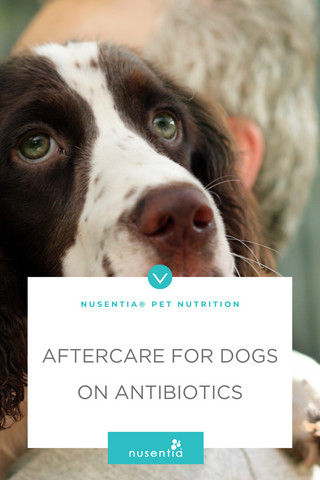 dog on antibiotics