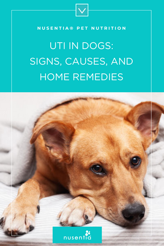 dog uti symptoms home remedies