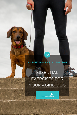 exercises for dogs
