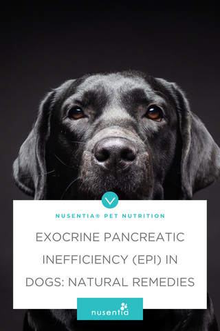 Exocrine Pancreatic Insufficiency in Dogs