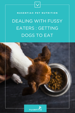 dog is fussy eater