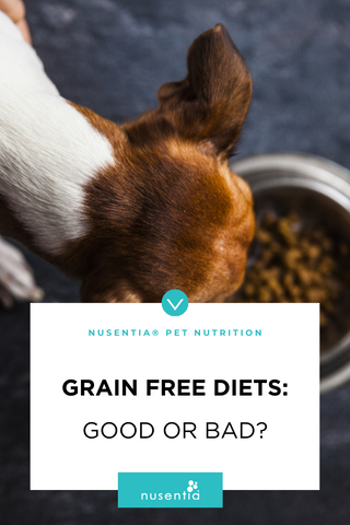 grain free dog food good or bad