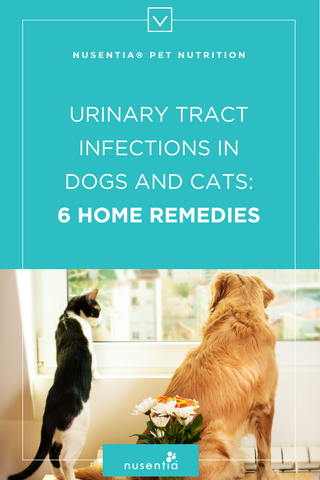 home remedy uti dogs cats