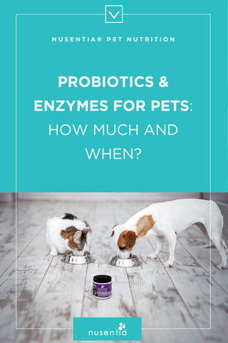 how much probiotics and enzymes to give dogs and cats